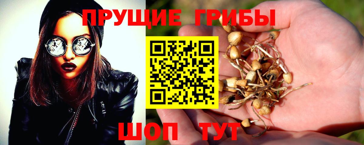 Псилоцибиновые грибы Psilocybine cubensis Ефремов